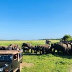 Minneriya National park half day private safari in Sri Lanka - A Closer Look at the Itinerary