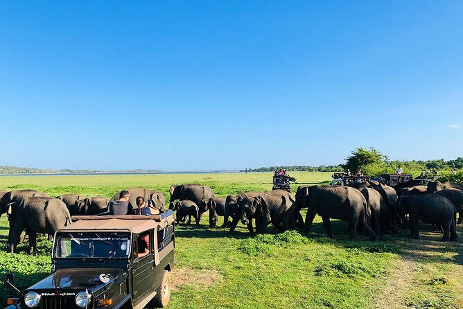 Minneriya National park half day private safari in Sri Lanka - A Closer Look at the Itinerary
