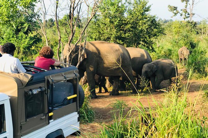 Minneriya National Park Half Day safari - The Sum Up