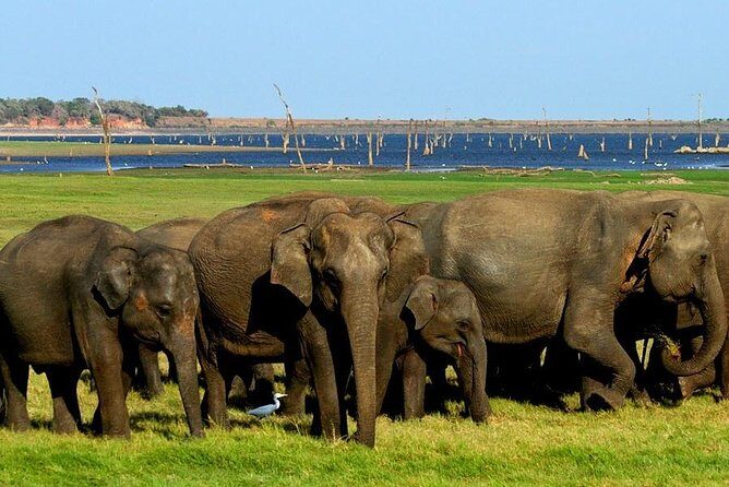 Minneriya National Park | Private Safari - FAQs