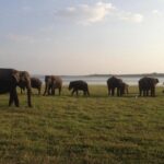 Minneriya National Park private safari - Detailed Breakdown of the Itinerary