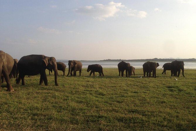 Minneriya National Park private safari - Detailed Breakdown of the Itinerary