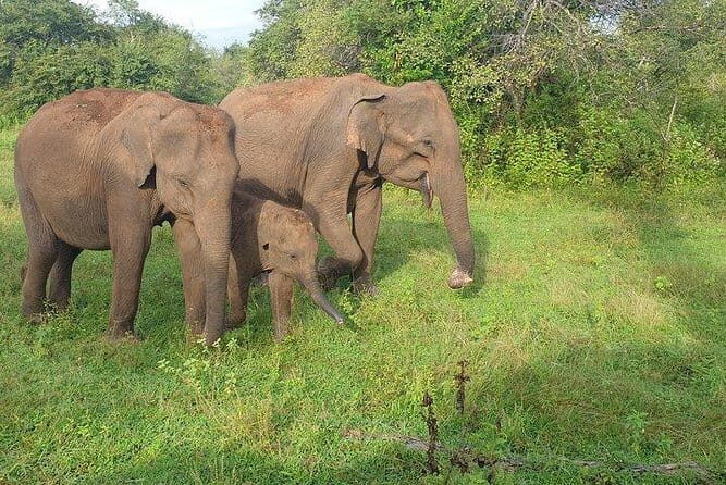 Minneriya National Park Private Safari Tour - A Deep Dive Into the Safari Experience