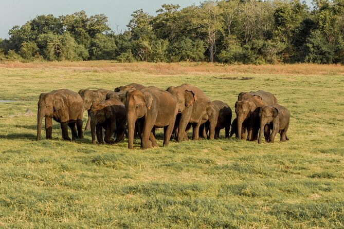 Minneriya National Park Private Safari - The Sum Up