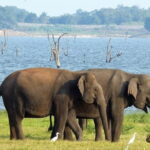 Minneriya National Park Safari from Habarana - Who Should Consider This Safari?