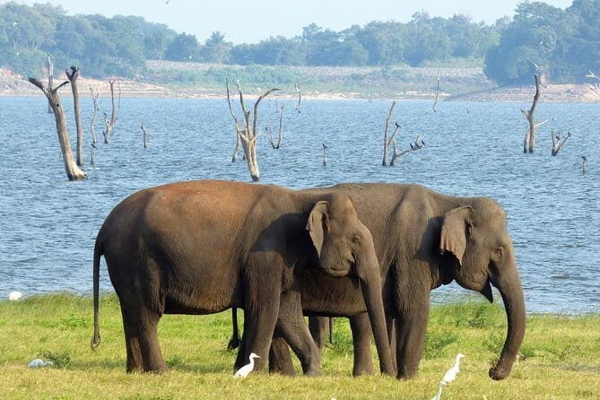 Minneriya National Park Safari from Habarana - Who Should Consider This Safari?