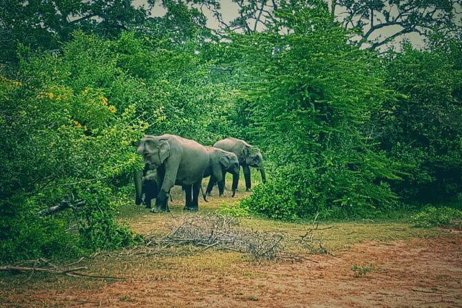 Minneriya National Park Safari | Jeep with Tickets - Final Thoughts