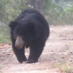 Mission Tiger, 4 days tour inside Chitwan National Park. - Detailed Breakdown of the Itinerary