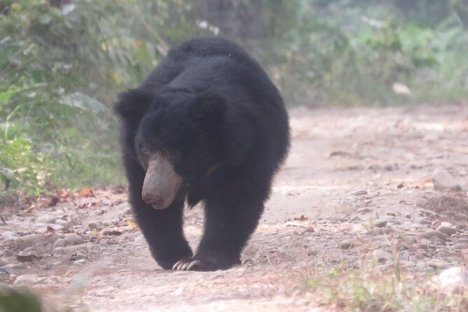 Mission Tiger, 4 days tour inside Chitwan National Park. - Detailed Breakdown of the Itinerary