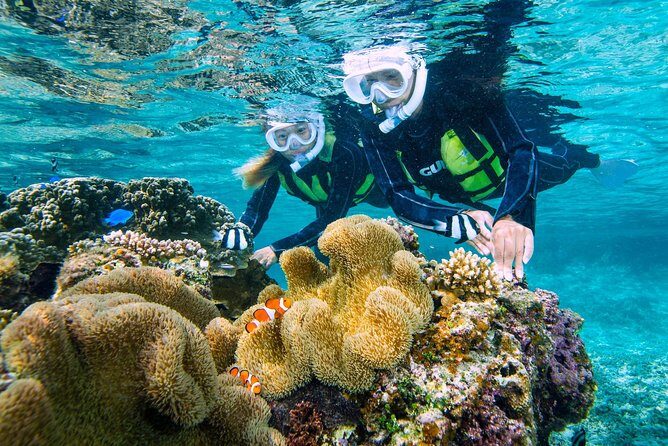 Miyakojima / Snorkel tour to enjoy coral and fish - Who Is This Tour Perfect For?