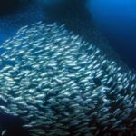 Moalboal Sardines Run Private Tour w/ Transfers Option - The Value and Who Should Book