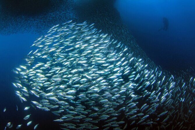 Moalboal Sardines Run Private Tour w/ Transfers Option - The Value and Who Should Book