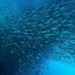 Moalboal Sardines & Turtle Snorkeling and Kawasan Canyoneering - The Sum Up