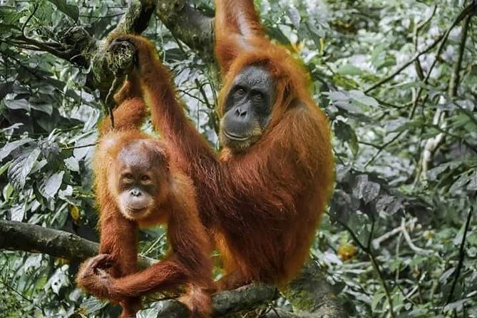 Monkey Business 3 days - 2 nights Jungle trekking (including rafting) - Overall Value & Practical Tips