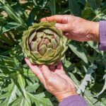 Monterey County Salinas Valley Farm Tour - A Deep Dive into the Monterey County Salinas Valley Farm Tour