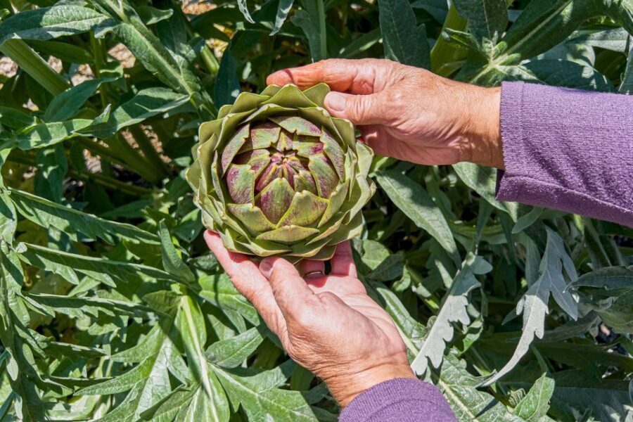 Monterey County Salinas Valley Farm Tour - A Deep Dive into the Monterey County Salinas Valley Farm Tour