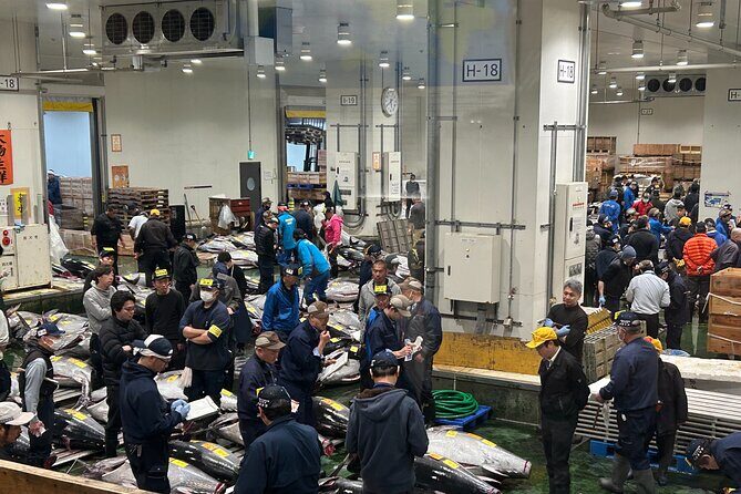Morning Market Adventure: Toyosu & Tsukiji with Tuna Auction - Authentic Insights from Travelers