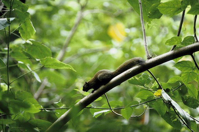 Morning Rainforest Walking from Langkawi - Who Will Love This Tour?