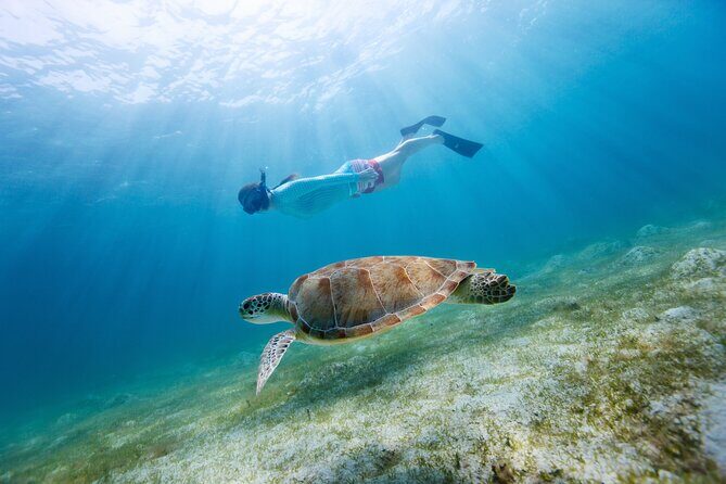 Morning Snorkel & Dolphin Adventure - The Value of the Experience