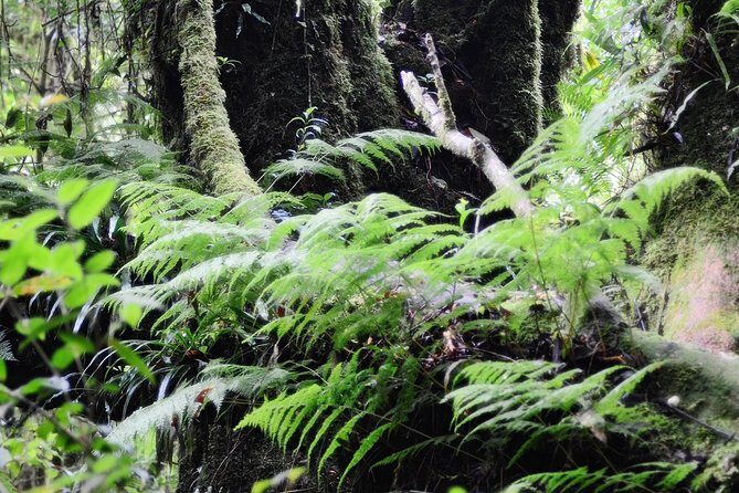 Mount Doi Inthanon Hiking & Bird Watching - Who Is This Tour Best Suited For?