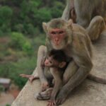 Mount Popa Tour - Authentic Insights from Travelers