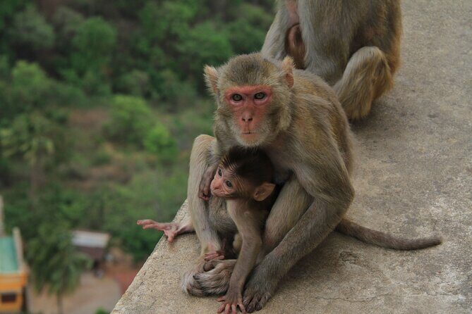 Mount Popa Tour - Authentic Insights from Travelers