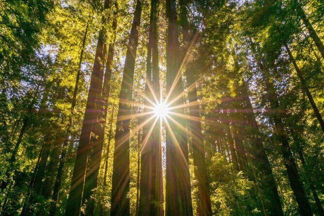 Muir Woods & Sausalito Tour + Hop-On Hop-Off Tour - Authentic experiences and tips