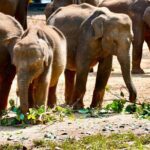 Multiday Safari and Hiking Adventure in Sri Lanka - Why this tour offers great value