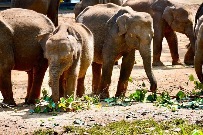 Multiday Safari and Hiking Adventure in Sri Lanka - Why this tour offers great value