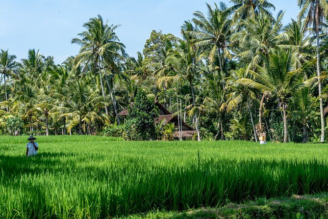 Munduk: Tamblingan jungle trek, waterfall, Ulun Danu temple - What’s Included and What to Consider