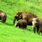 Munnar Site-seeing Tour - Why This Tour Works for You