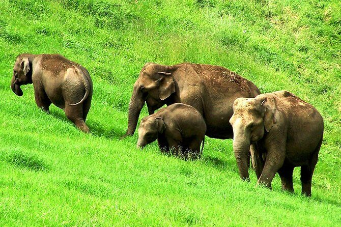 Munnar Site-seeing Tour - Why This Tour Works for You