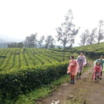 Munnar Tea Plantation Evening walking with Sunset View - Final Thoughts