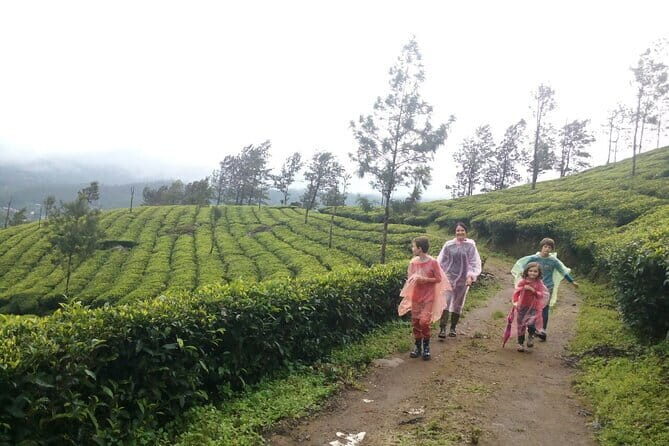 Munnar Tea Plantation Evening walking with Sunset View - Final Thoughts