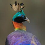 Munsiari Birding tour - Exploring the Munsiari Birding Experience