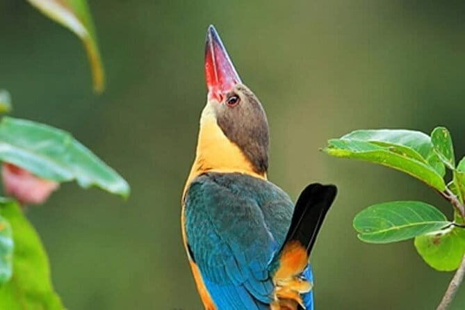 Muthurajawela Bird Watching Tour From Colombo & Negombo - Final Thoughts