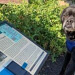 Mysteries on the Move: Scavenger Hunt in San Diego - FAQ