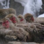 Nagano Snow Monkey 1 Day Tour with Beef Sukiyaki Lunch from Tokyo - Long Journey, But Worth the Effort