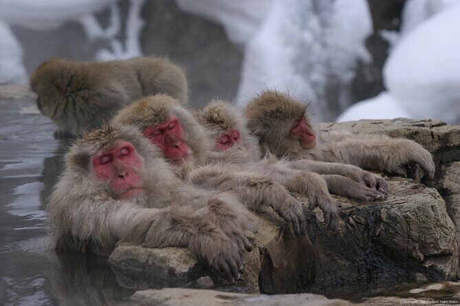 Nagano Snow Monkey 1 Day Tour with Beef Sukiyaki Lunch from Tokyo - Long Journey, But Worth the Effort