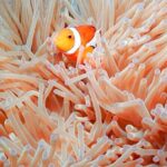 Naha: Full-Day Snorkeling Experience in the Kerama Islands, Okinawa - Who This Tour Is Best For