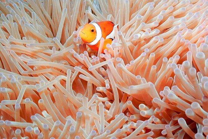Naha: Full-Day Snorkeling Experience in the Kerama Islands, Okinawa - Who This Tour Is Best For