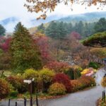 Nami Island from Seoul: Petit France and Garden of Morning Calm - Potential Drawbacks or Considerations