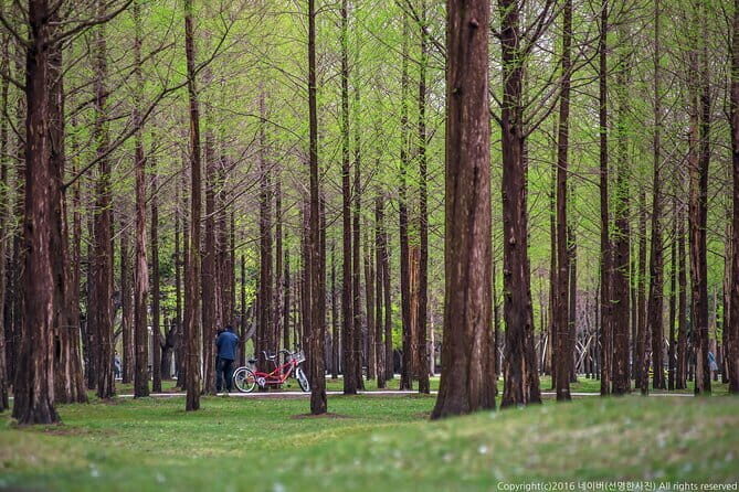 Nami Island, Garden of Morning Calm Tour with Rail Bike Option - The Garden of Morning Calm: A Year-Round Floral Paradise