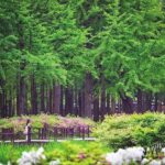 Nami Island & Petite France with Italian Village One-Day Tour - What’s Included & What’s Not