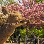 Nara Day Trip from Osaka with a Local: Private & Personalized - Who This Tour Is Perfect For