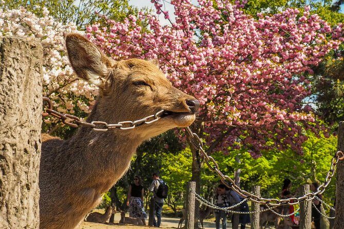 Nara Day Trip from Osaka with a Local: Private & Personalized - Who This Tour Is Perfect For