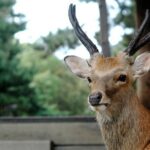 Nara Highlight Private Walking Tour with Licensed Guide - Authentic Insights from Reviewers