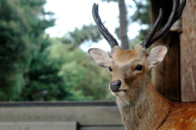 Nara Highlight Private Walking Tour with Licensed Guide - Authentic Insights from Reviewers