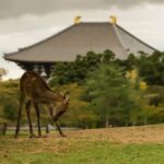 Nara Private Tour by Public Transportation from Osaka - What Makes This Tour Stand Out?