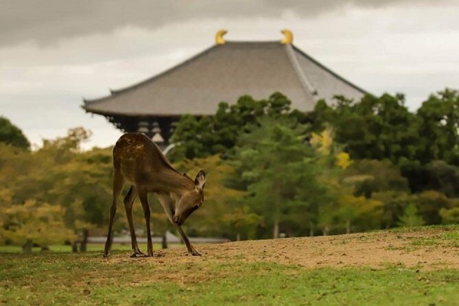 Nara Private Tour by Public Transportation from Osaka - What Makes This Tour Stand Out?